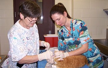 Cat Exam